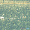 swan lake