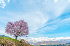 野平の一本桜