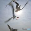 Wild dance