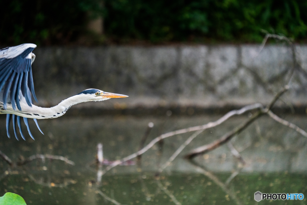 飛んでくサギ