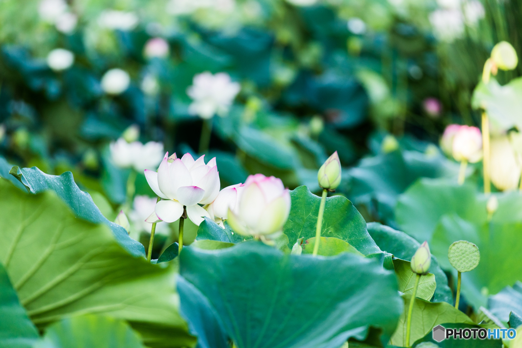 lotus