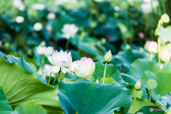 lotus