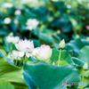 lotus