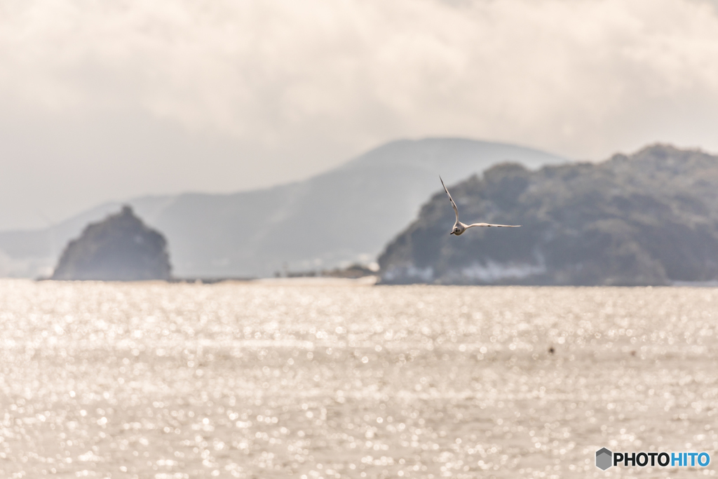 Seagull flew