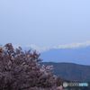 桜と中央アルプス