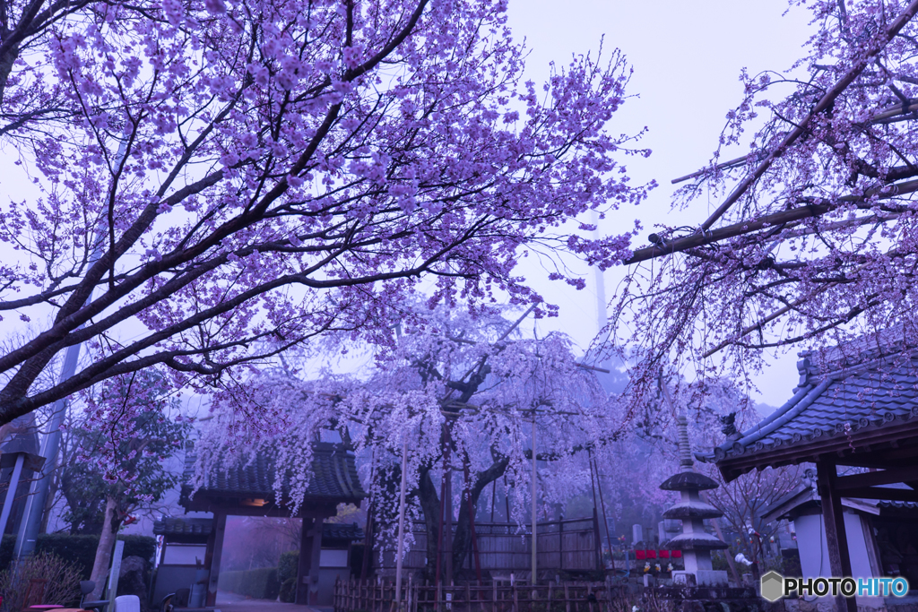 Drooping cherry