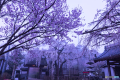 Drooping cherry