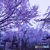 Drooping cherry