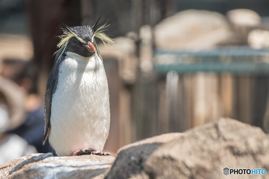 キタイワトビペンギン