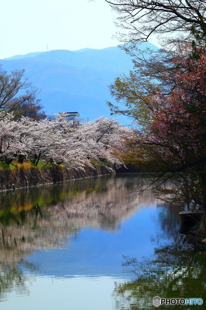 水面桜