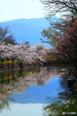 水面桜