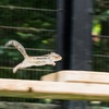 走るシマリス