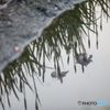 Reflection iris, blue flag