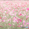 Cosmos