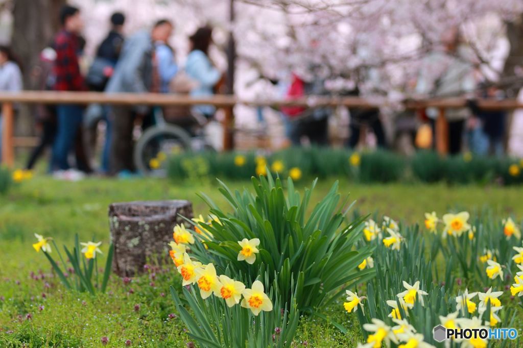水仙と桜