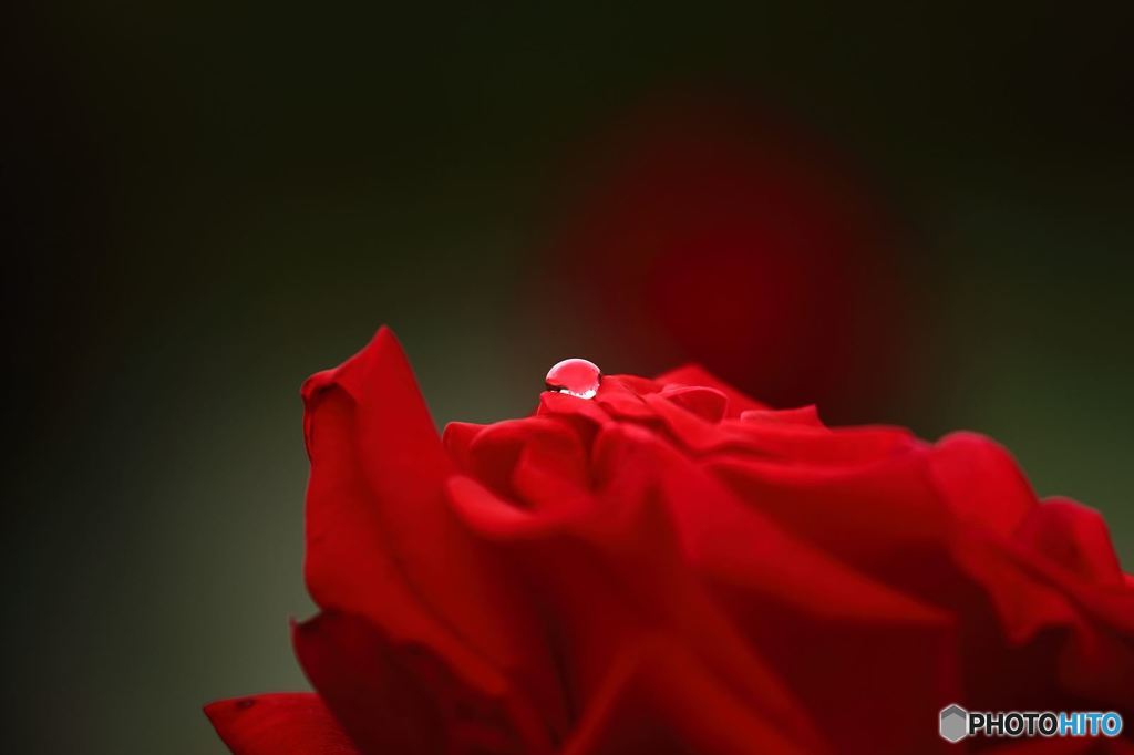 薔薇と水玉