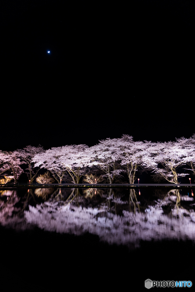 八坂湖畔の桜