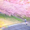 春の夢
