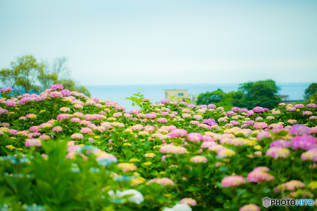 Beyond hydrangea Mikawa Bay