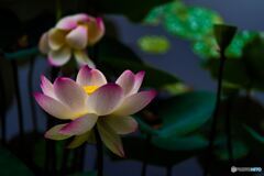 Polka dot lotus
