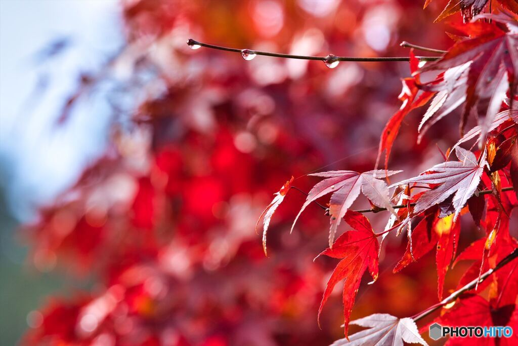 雫と紅葉