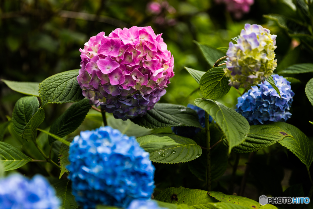 hydrangea