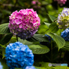 hydrangea