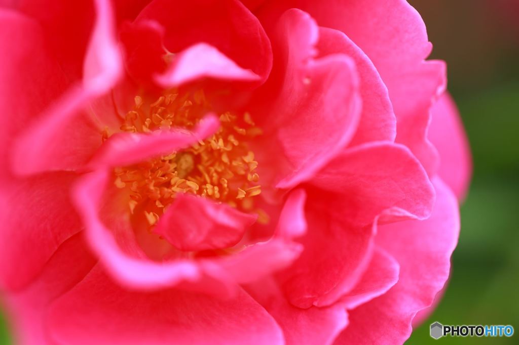 薔薇