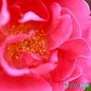 薔薇