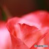 薔薇