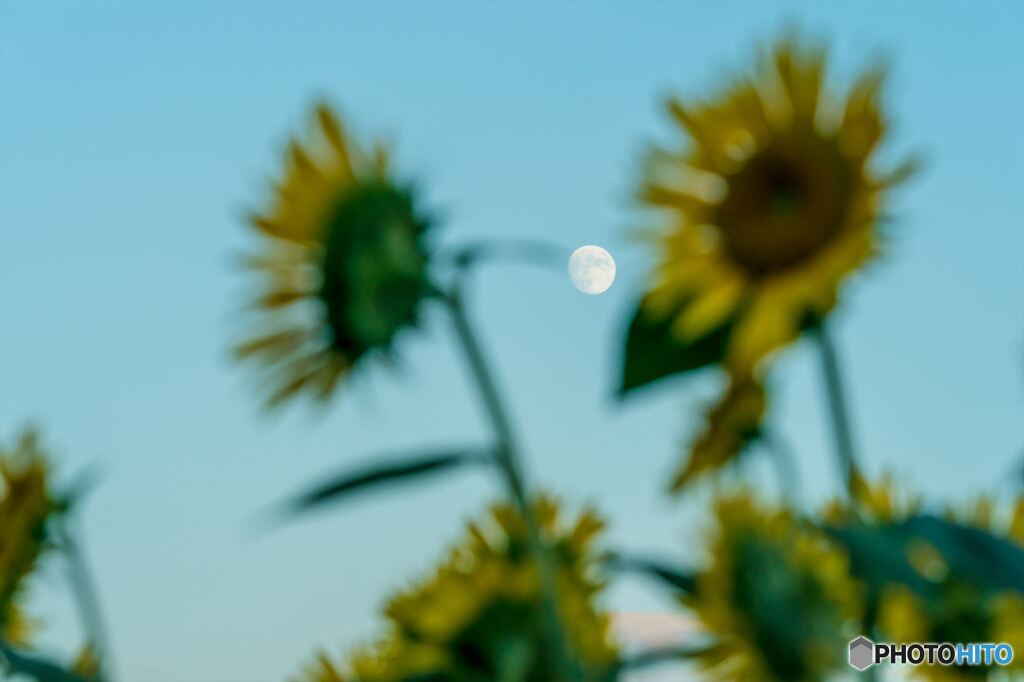 Sunflower and moon