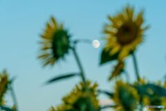 Sunflower and moon