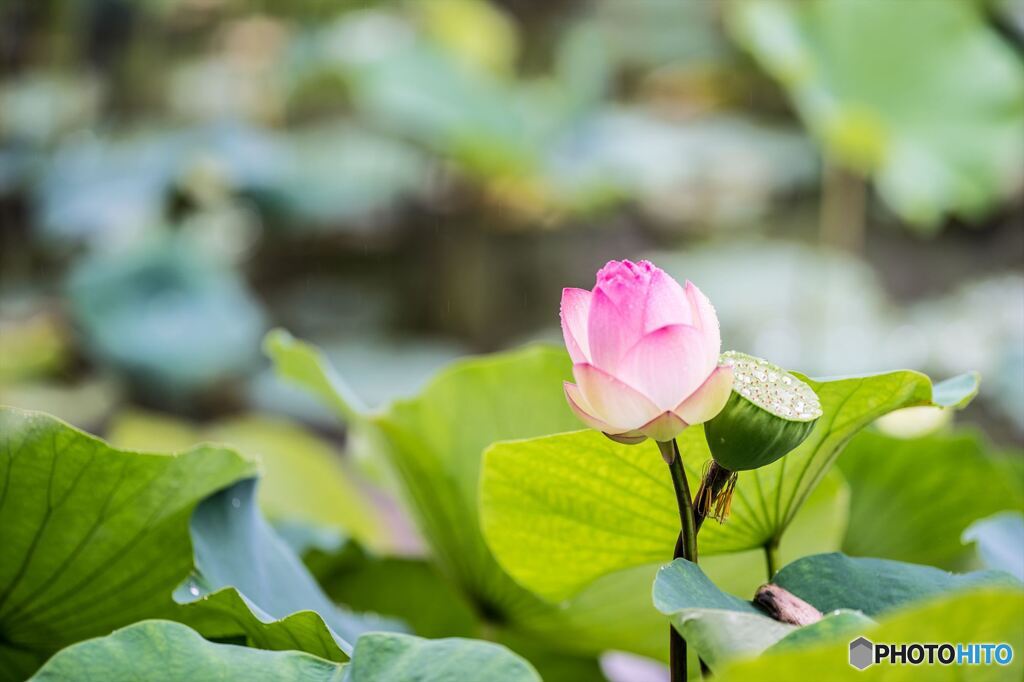 Before and after the lotus
