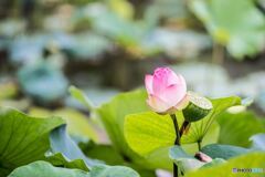 Before and after the lotus
