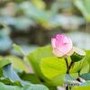 Before and after the lotus