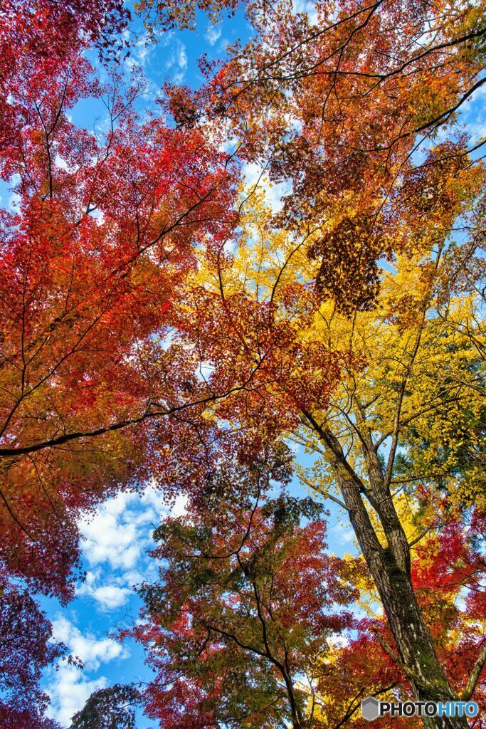 紅葉と青空