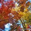 紅葉と青空