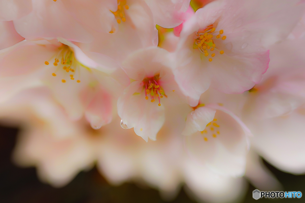 Cherry blossom petals