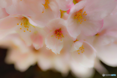 Cherry blossom petals