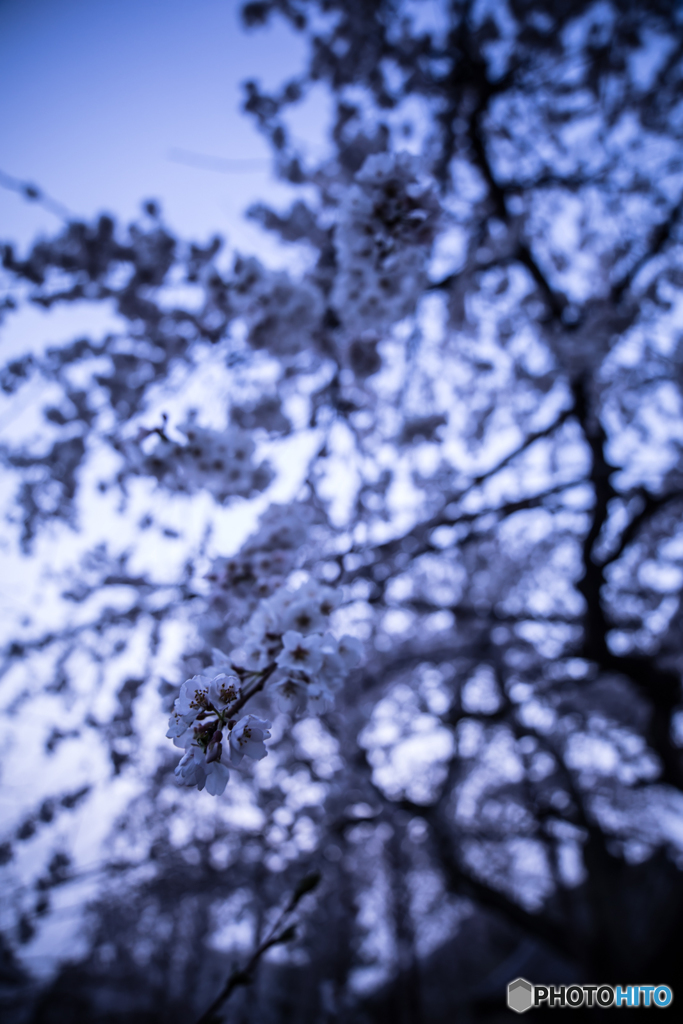 Drooping cherry