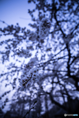 Drooping cherry