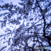 Drooping cherry