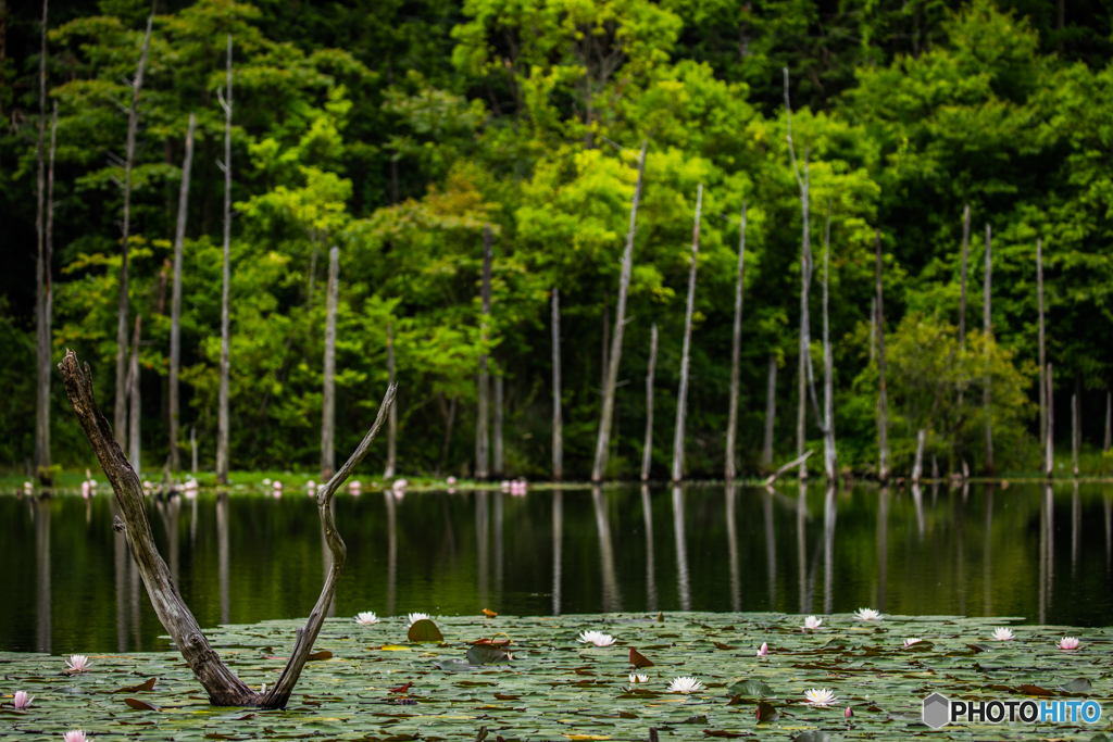 A fallen tree