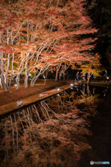 Reflection of autumn leaves 