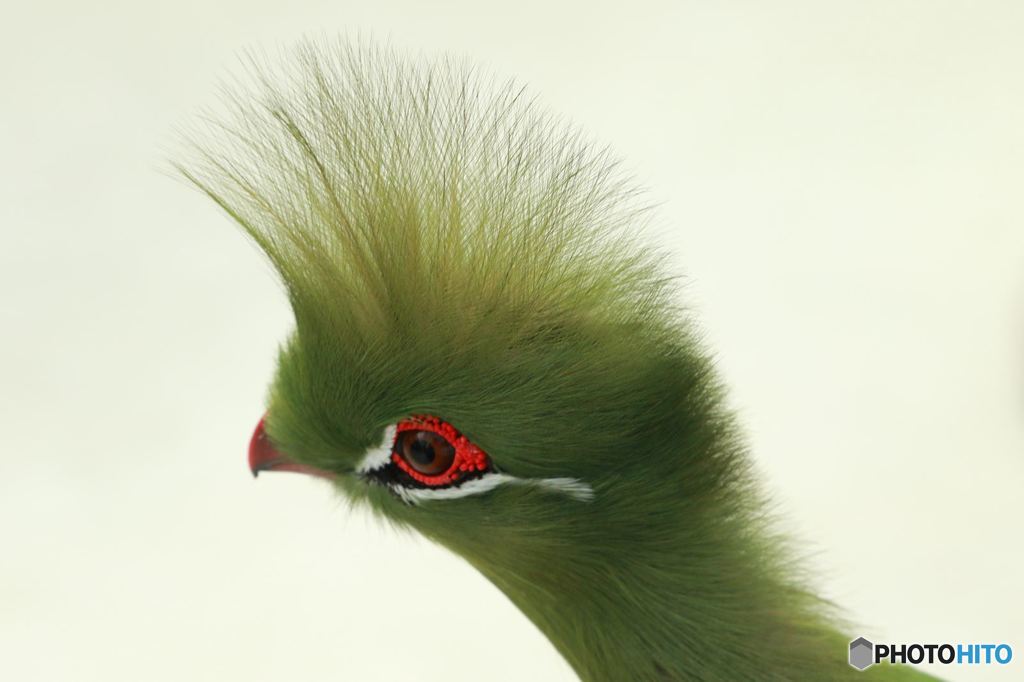 変わった鳥