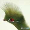 変わった鳥