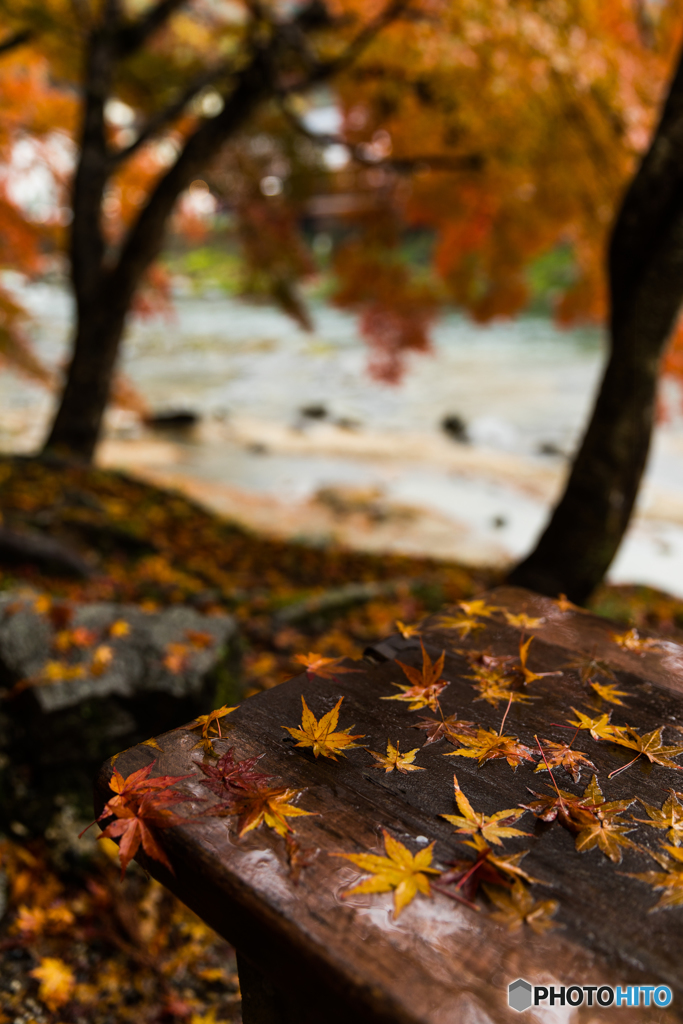Autumn leaves on the bench
