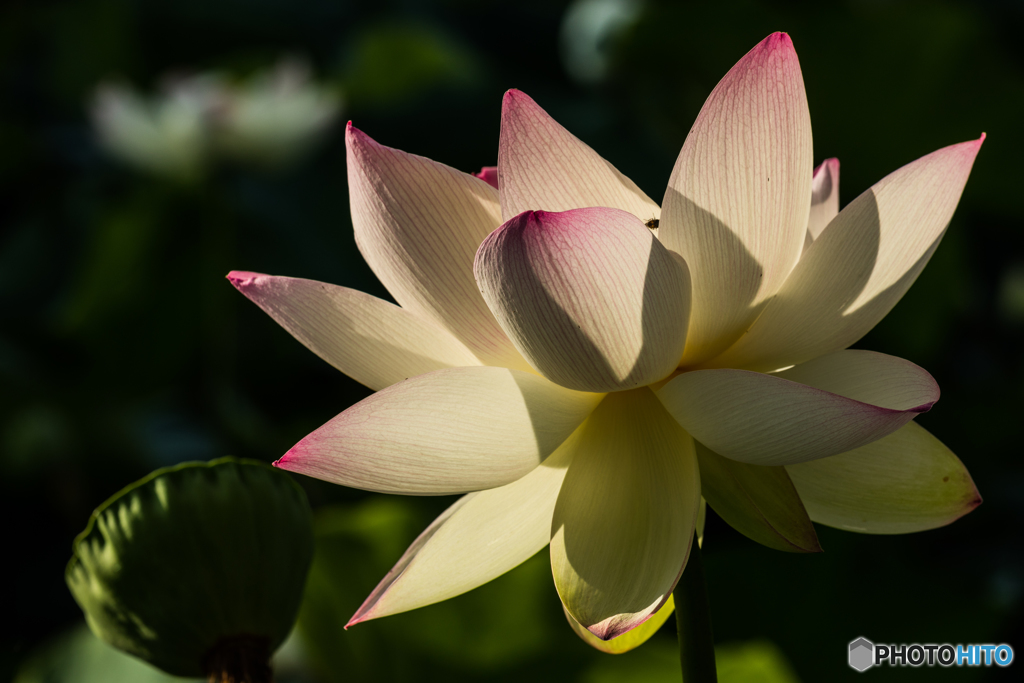 lotus