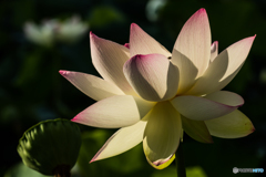 lotus