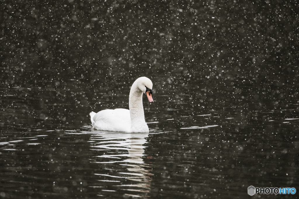 snow swan